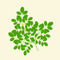 Made with real moringa leaves